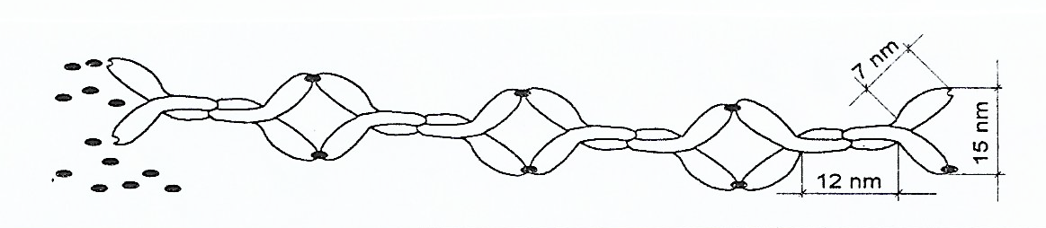 Un schéma des complexes immuns dont les formes et les dimensions se rapprochent de celles de SAF