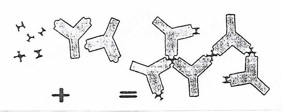 Haptènes complexes A + anticorps anti-A = complexes immuns