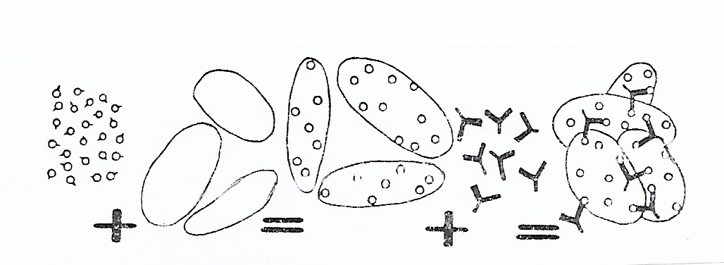 Exemple d’haptène B : haptènes B + érythrocytes = recouvrement ; anticorps anti-B = hémagglutination