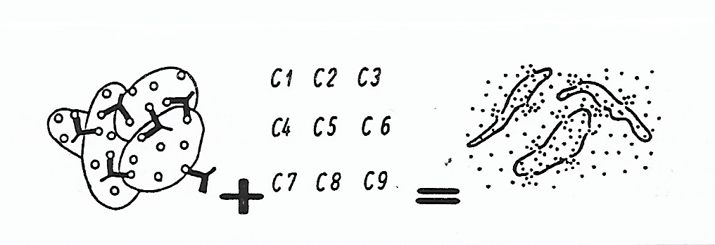Érythrocytes agglutinés + complément (C1–C9) = hémolyse