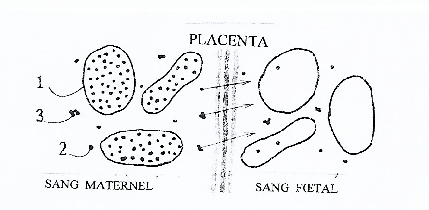 La mère est sécréteuse de certains antigènes présents sur ses érythrocytes